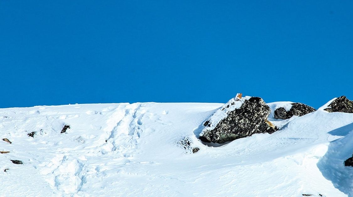 Skiing trips in Northern America