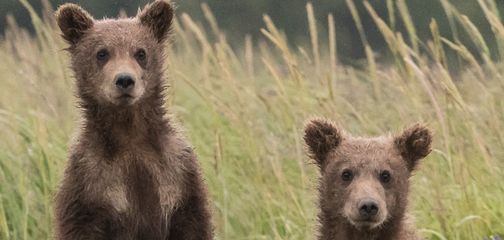 Bear safety during guided tours in Northern America