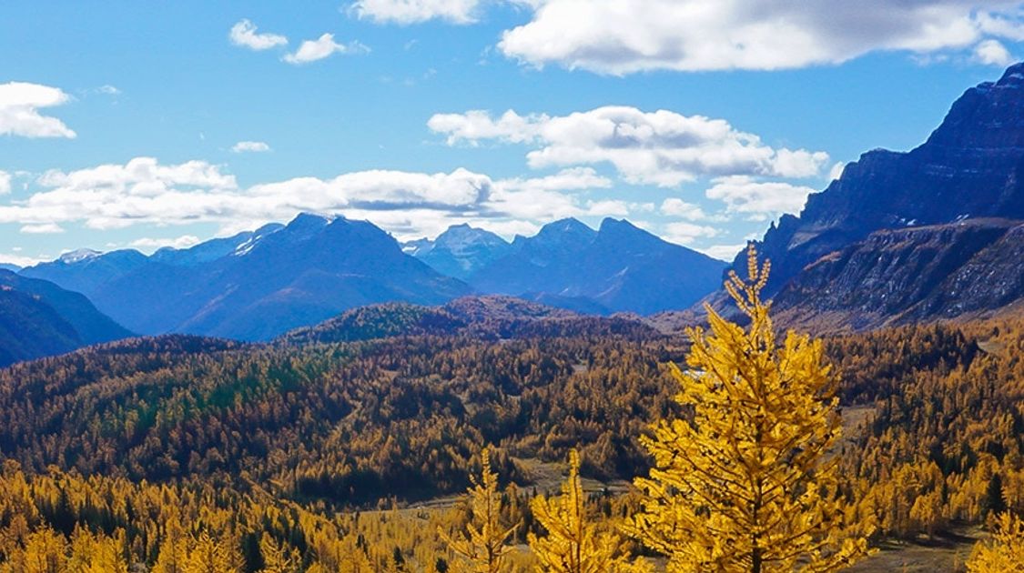 Panoramic views from the Healy Pass hike in Banff National Park, Alberta