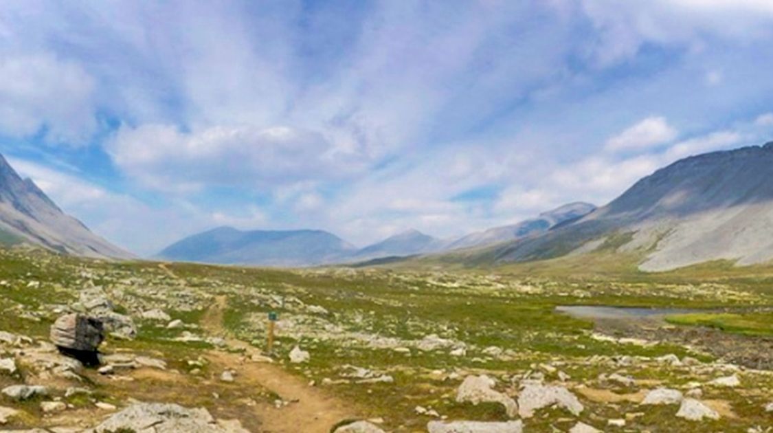 Panorama of the Wilcox Pass hike on Icefields Parkway, the Canadian Rockies
