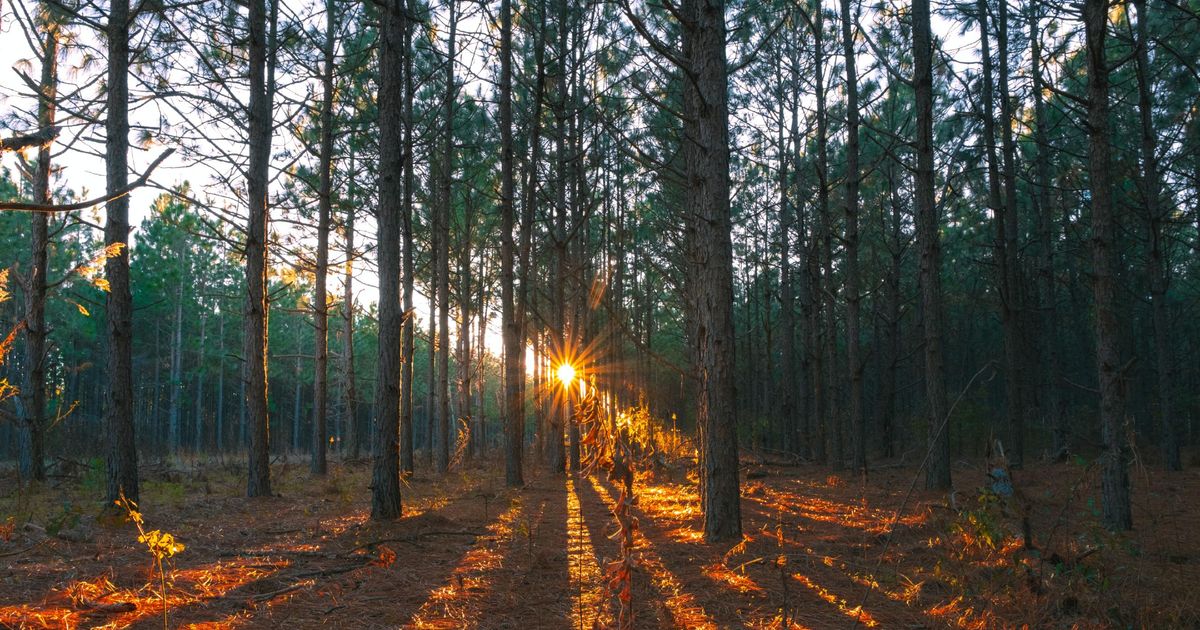 Alder Trail An Interpretive Hiking Trail in Bragg Creek 10Adventures