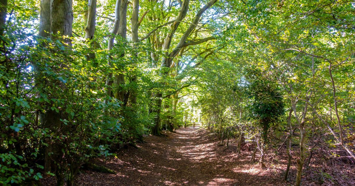 A Guide To Watlington Hill Walk in the Chilterns, UK 10Adventures