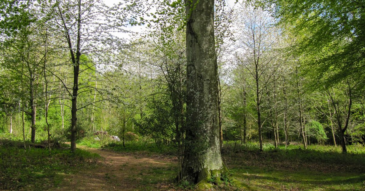 A Guide to the Slindon Estate Walk West Sussex, England 10Adventures