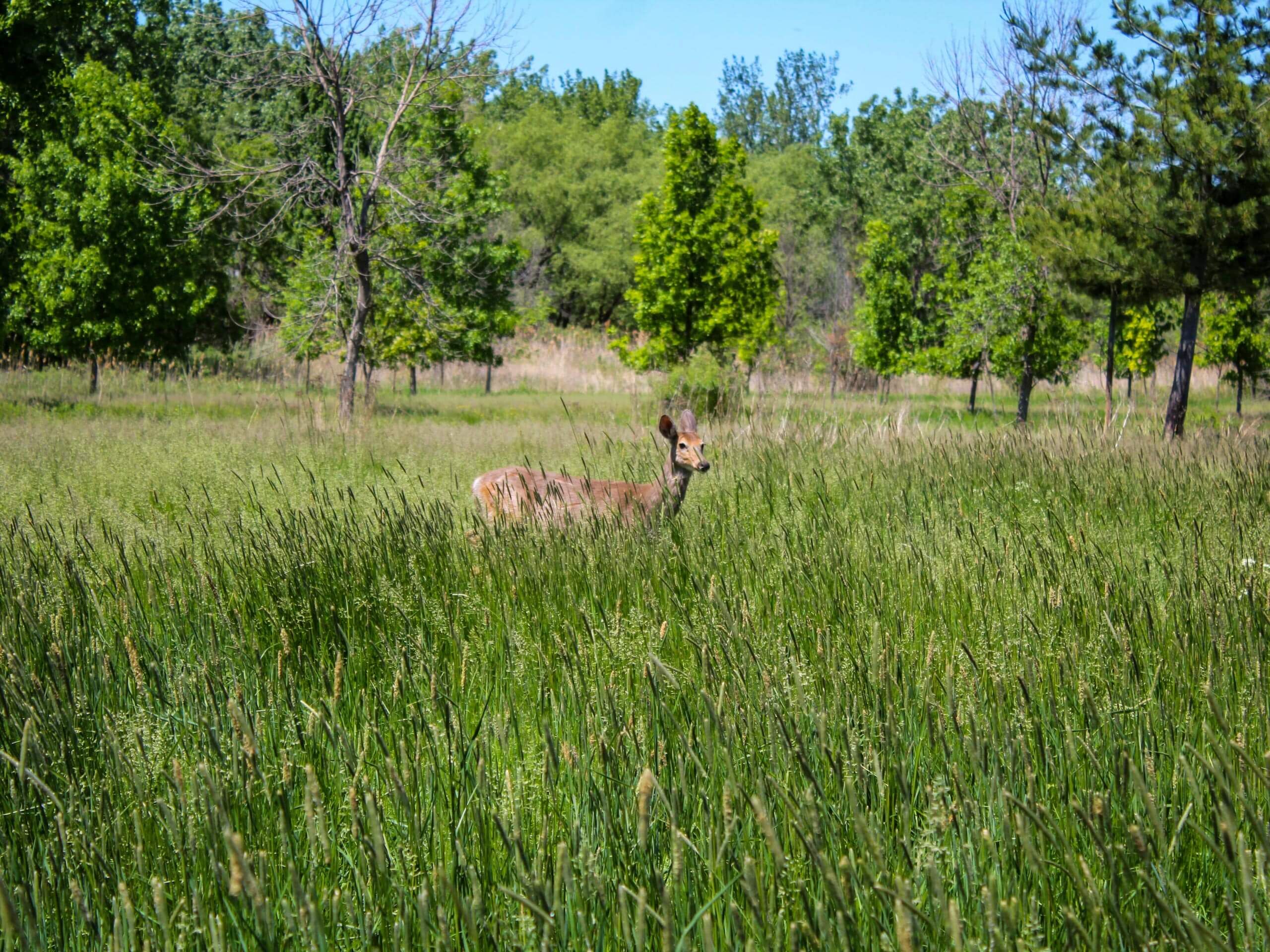 Parc national des Îles de Boucherville, park and wildlife in Boucherville