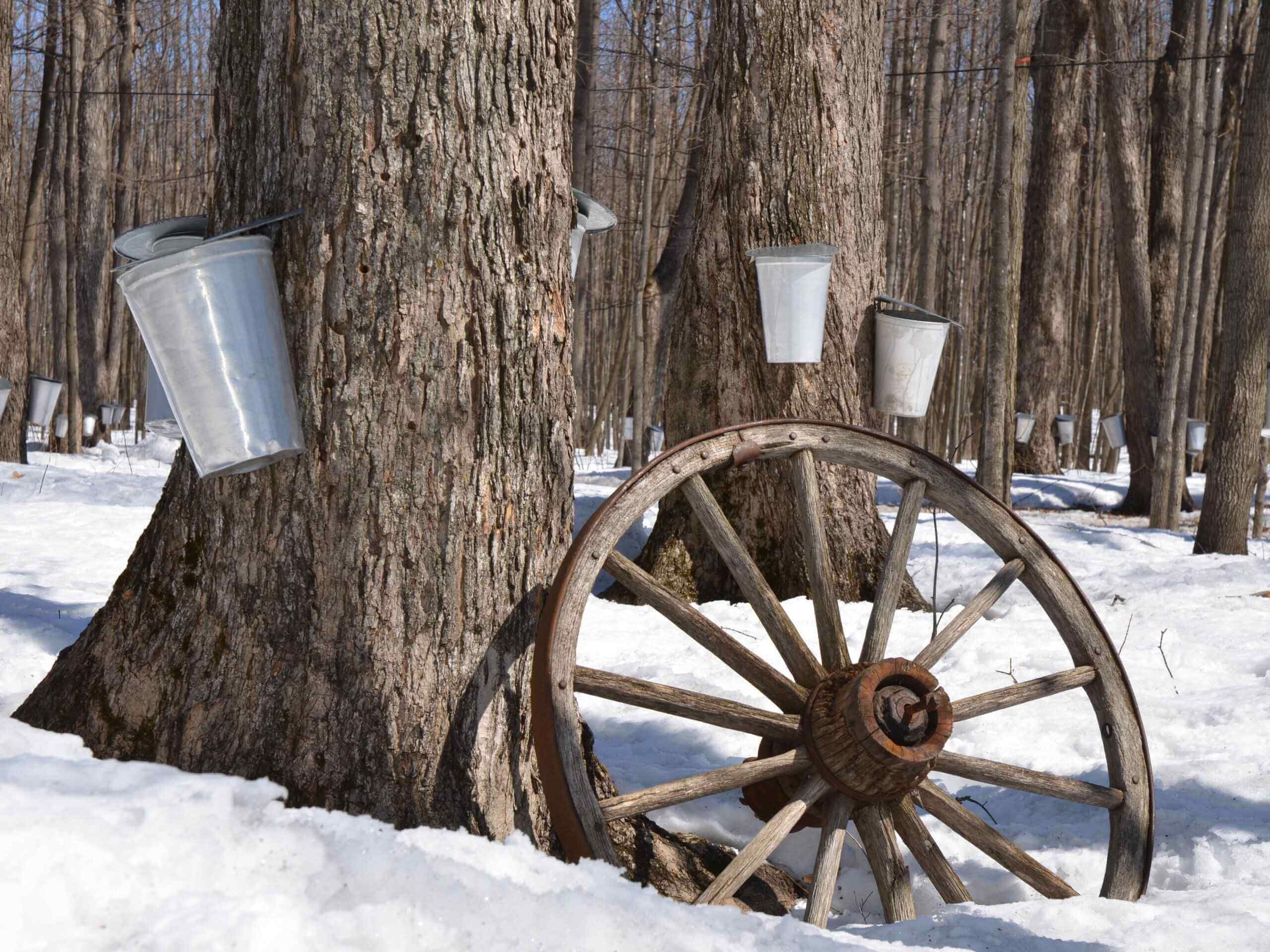 Sugar Shack Quebec traditional maple syrup making
