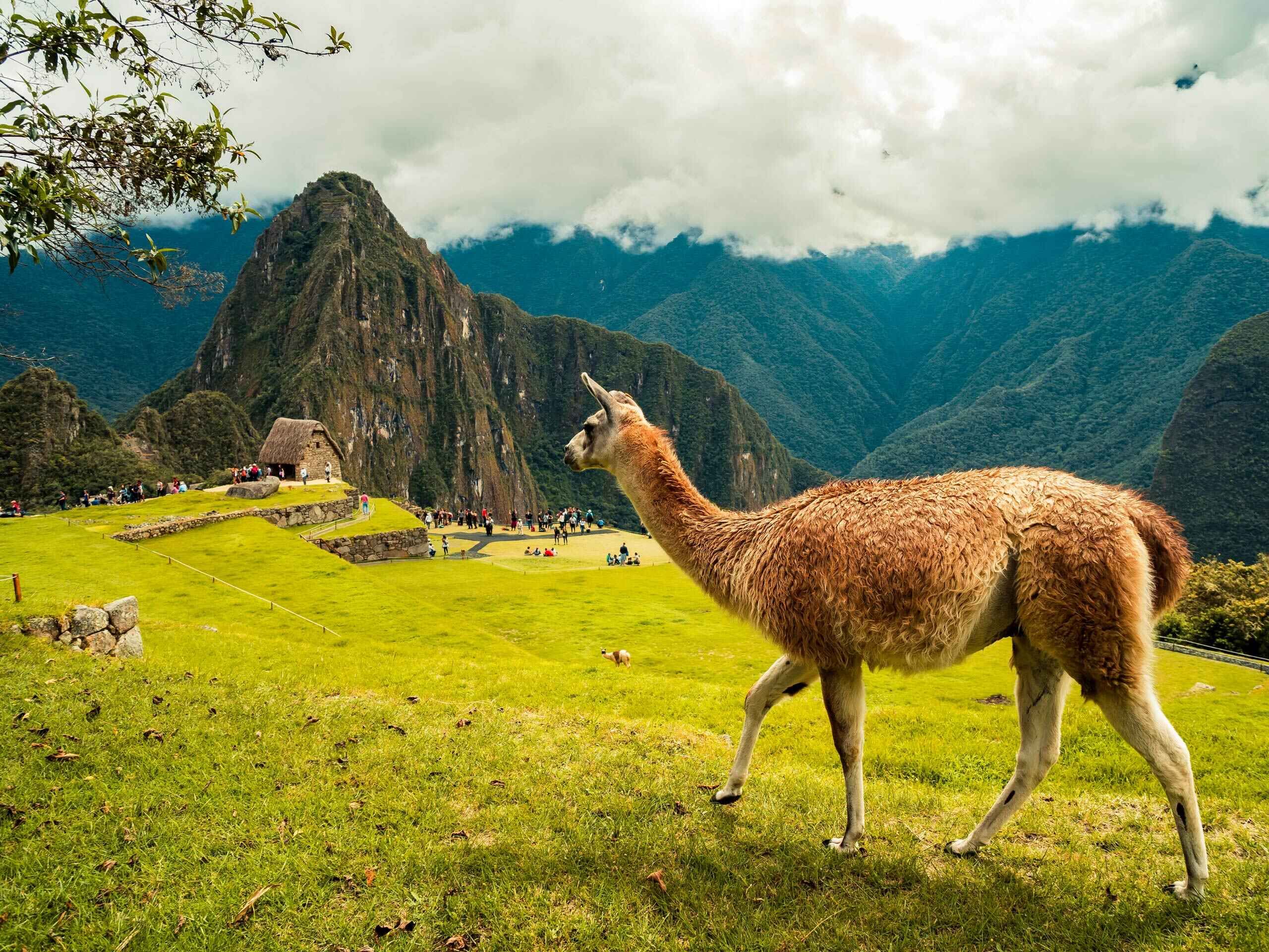 Lama alpaca in the hills around Machu Pichhu