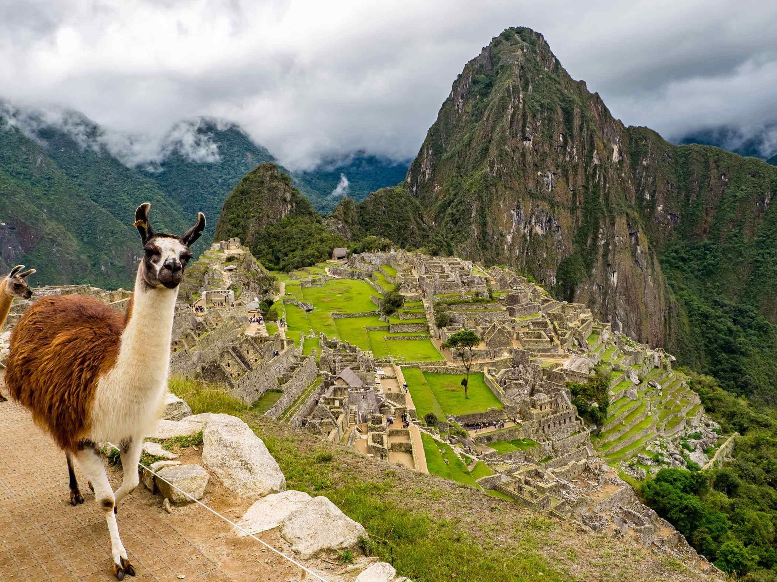 Lama in Machu Picchu, Peru