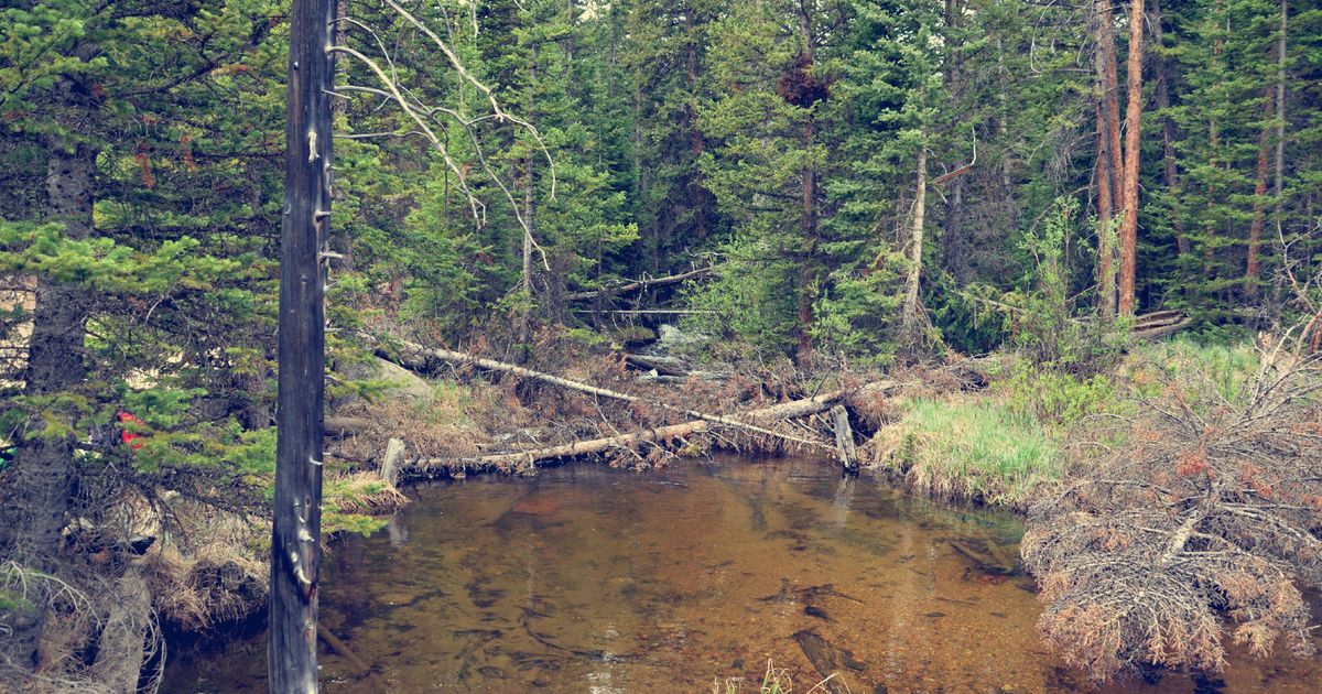 A Guide to the Cirque Meadows Hike Trail Report and GPS 10Adventures