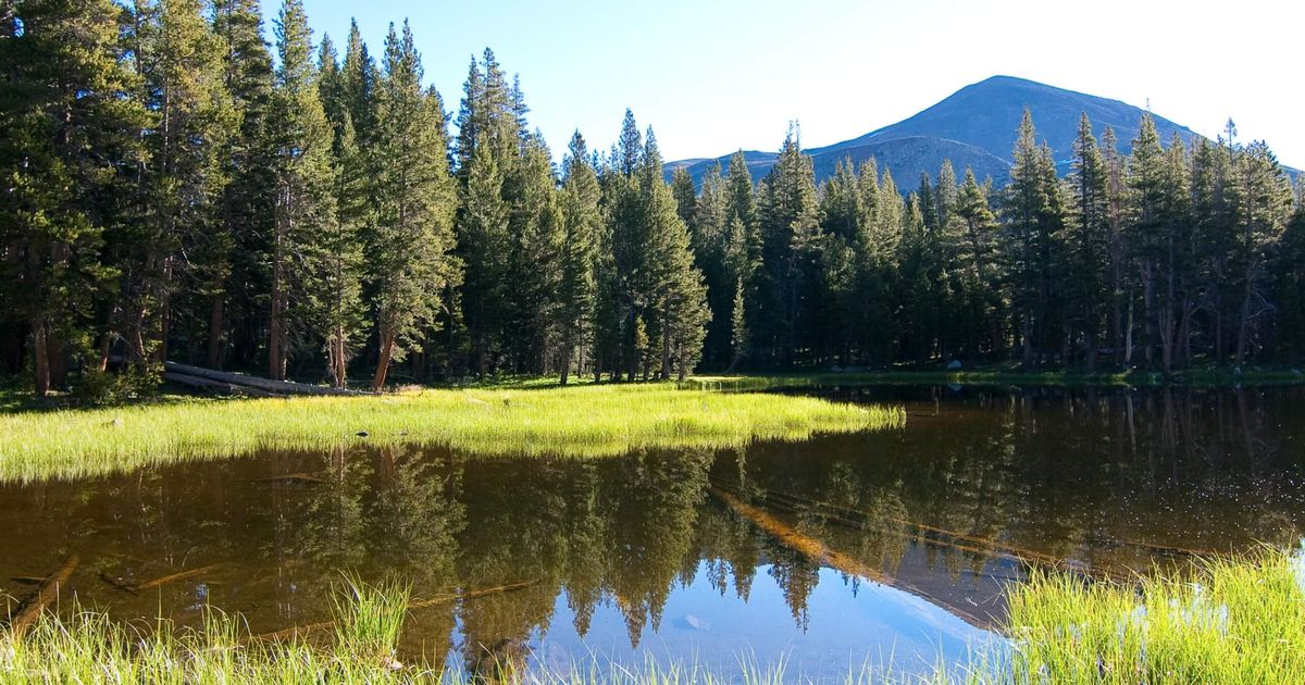 Mono Meadow Trail Yosemite National Park, California 10Adventures