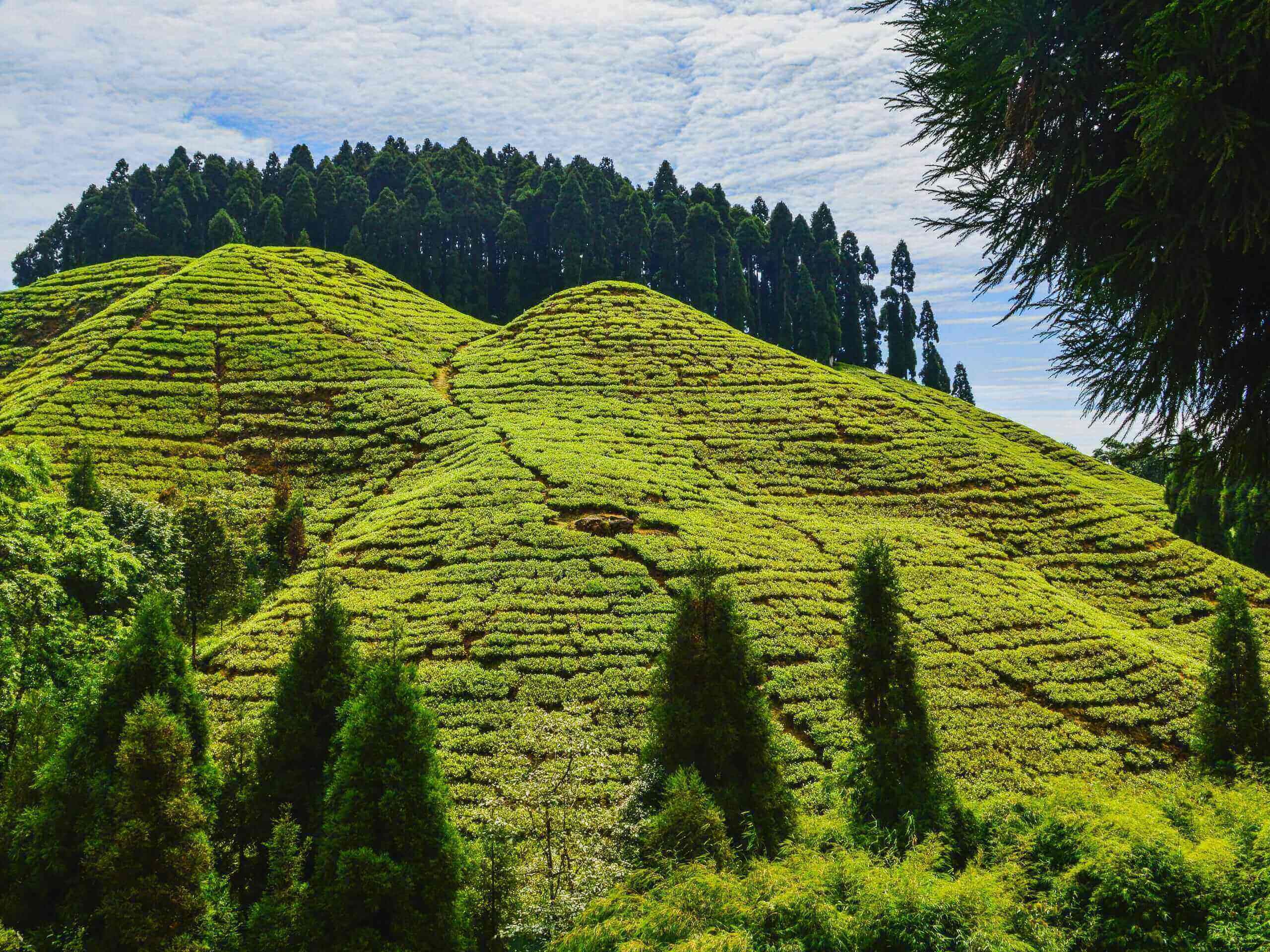 Darjeeling is a great spot for tea lovers