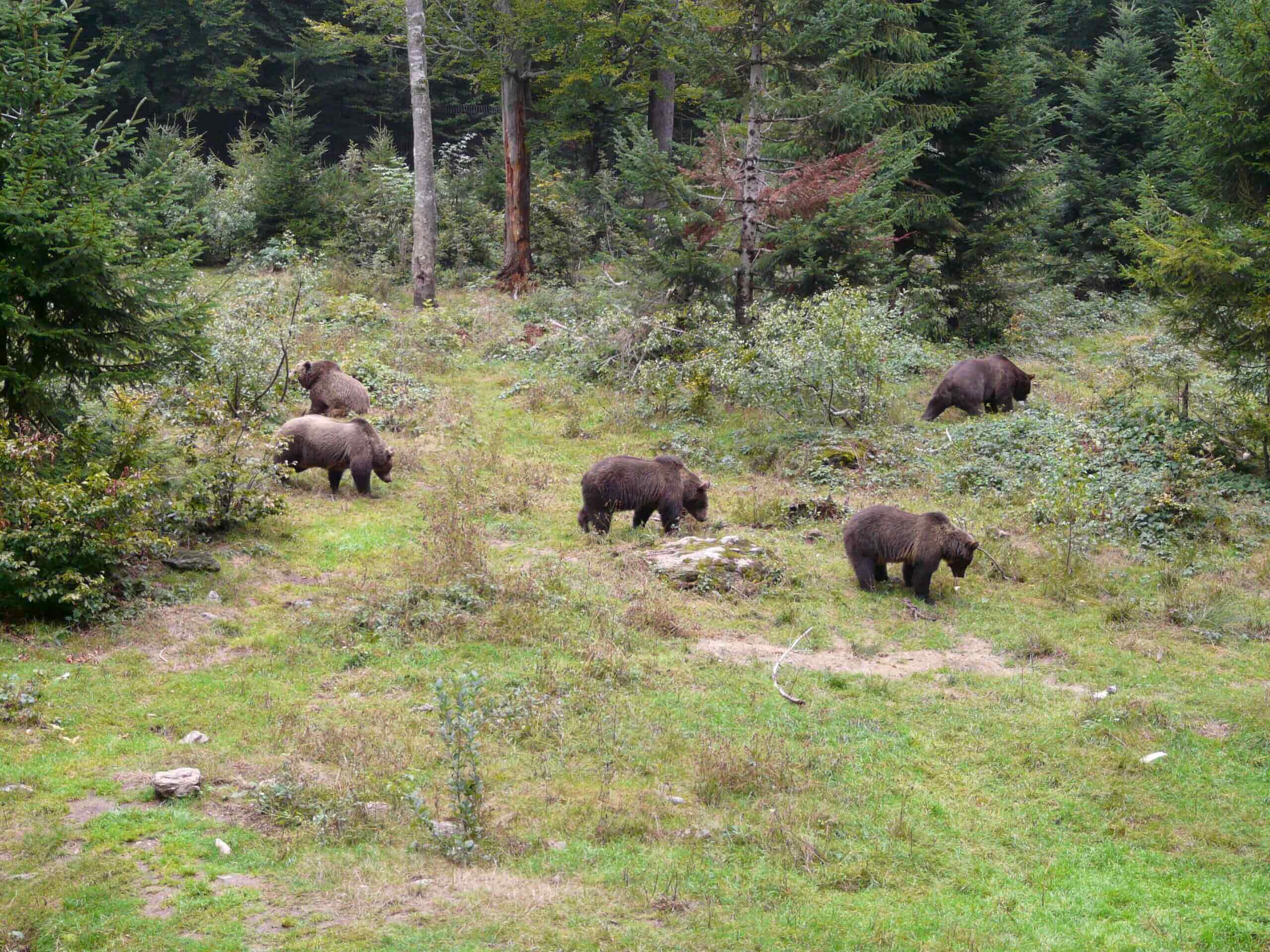 Five grizzlies feeding in the wilderness