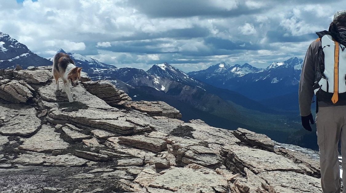 Guide to the Best Dog-Friendly Trails in Alberta