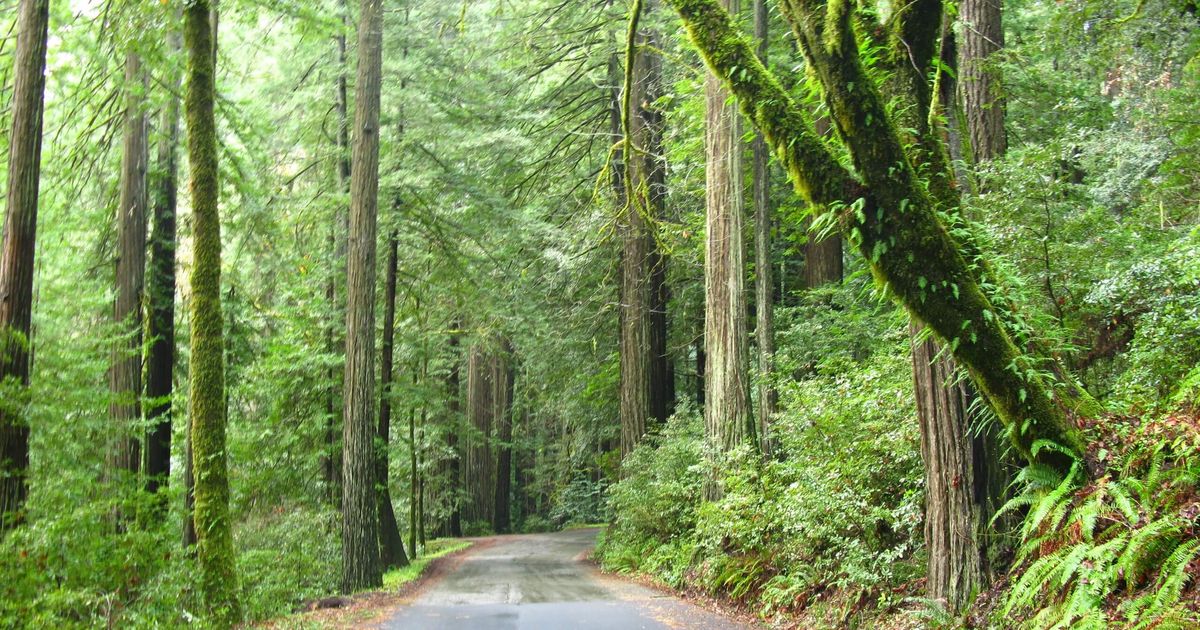 Bull Creek Flats Trail An Enchanting Forestland Hike 10Adventures