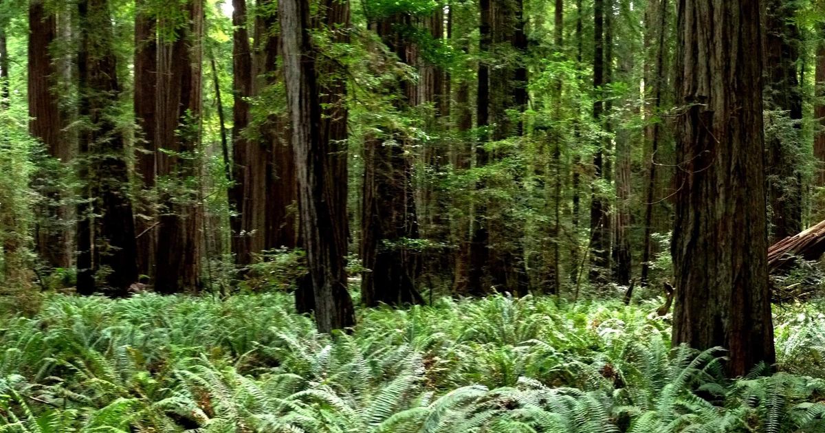 Jedediah Smith Campground Trail | A Family-Friendly Hike