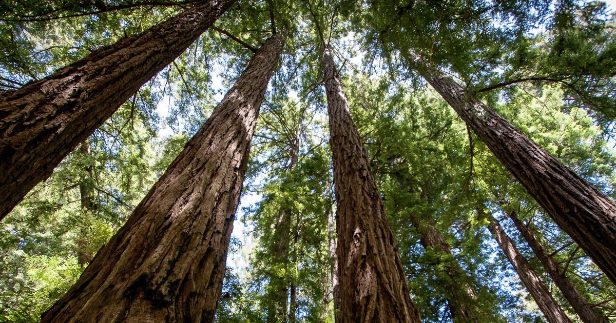 Tall Trees Grove Loop Trail Explore the Primeval Forest 10Adventures