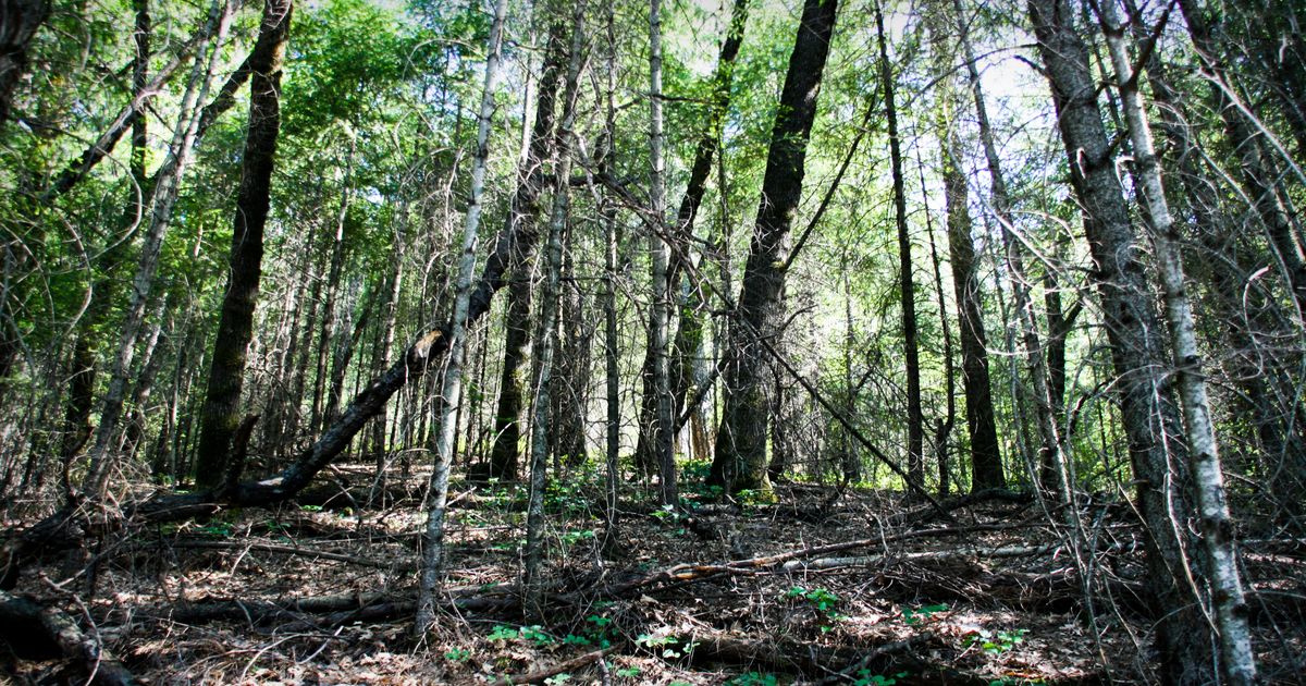 Bailey Cove Loop ShastaTrinity National Forests 10Adventures