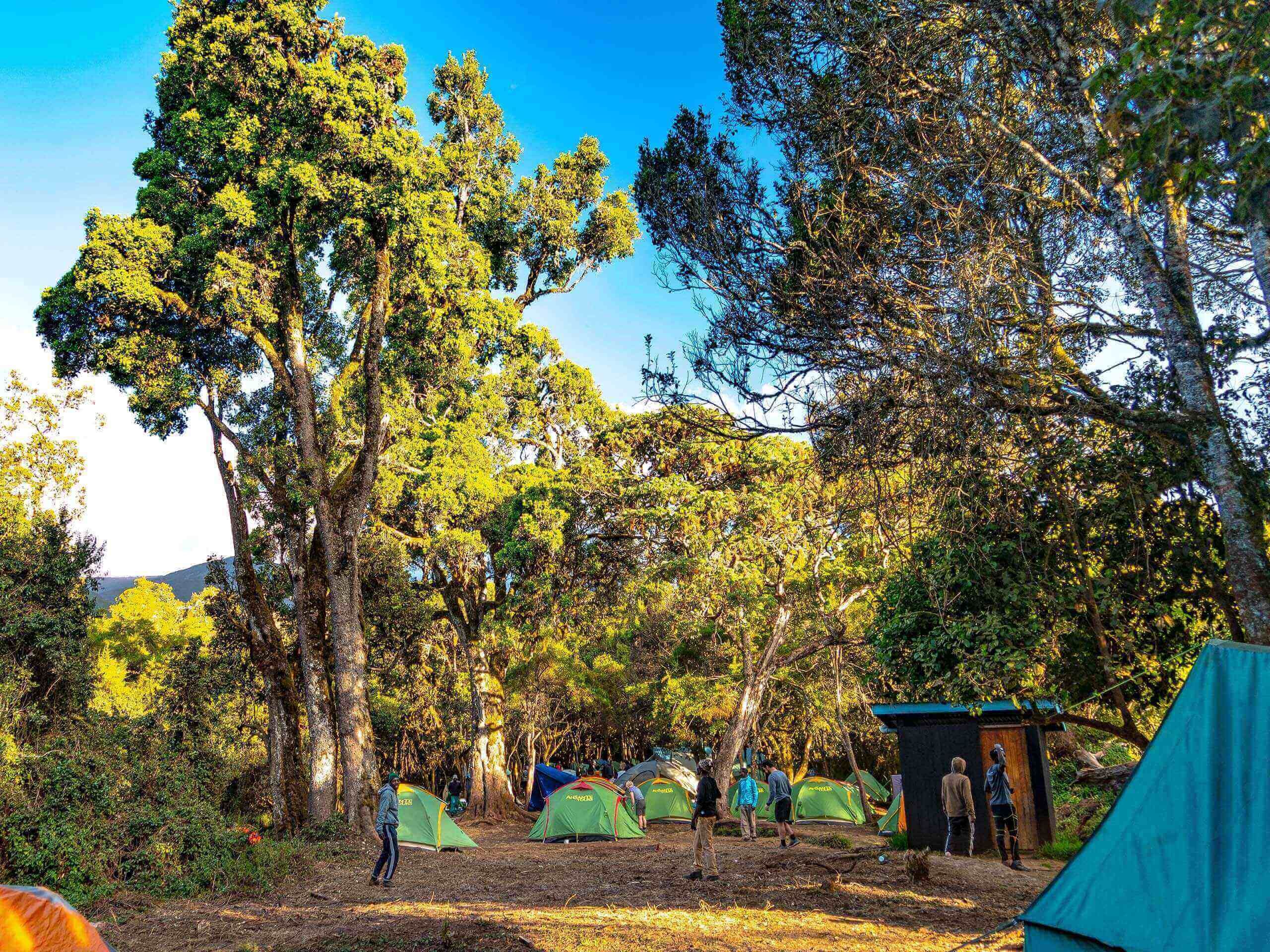 Day 1 - Lemosho Trailhead to Mti Mkubwa Camp