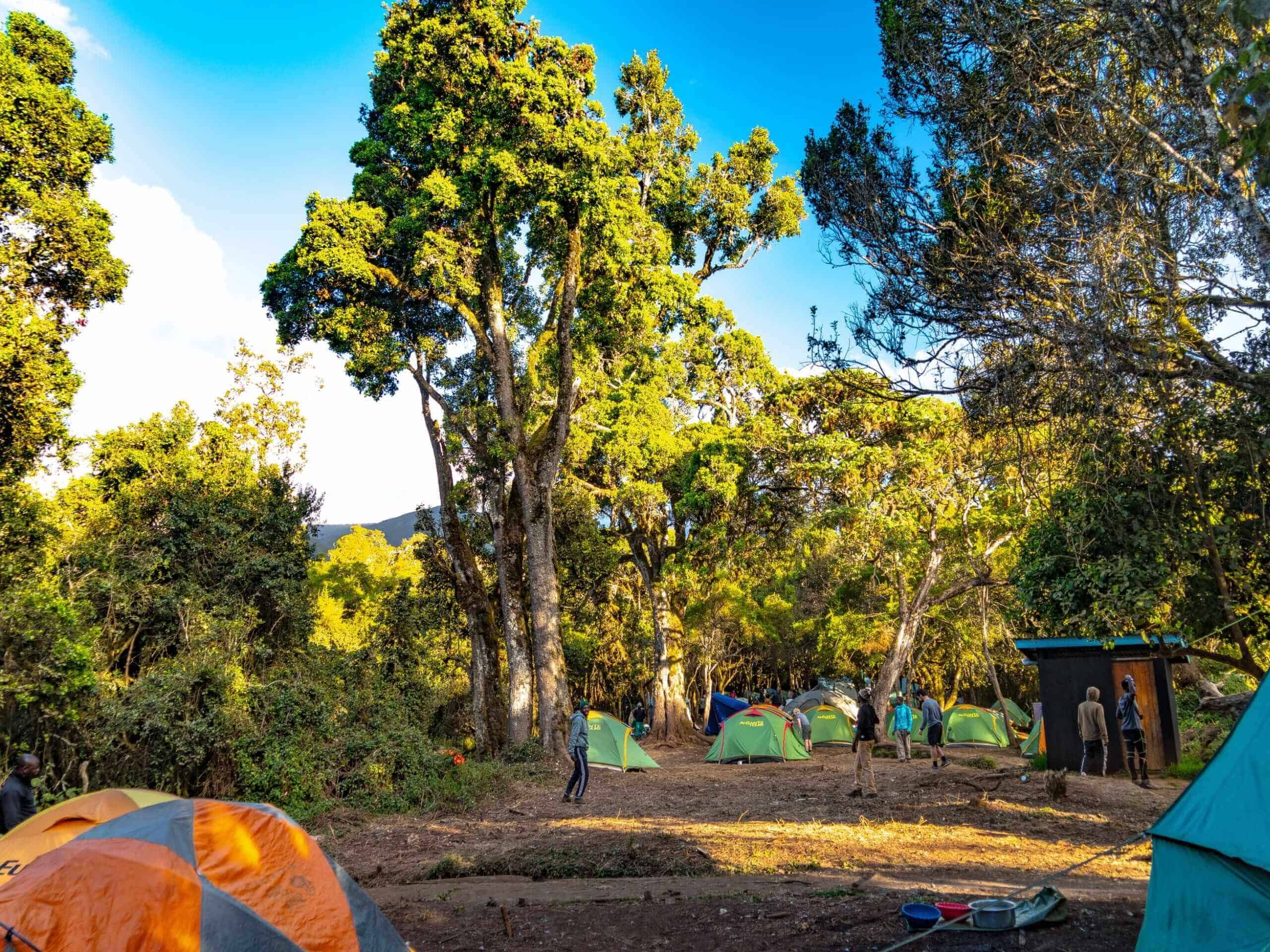 Day 1 - Lemosho Trailhead to Mti Mkubwa Camp