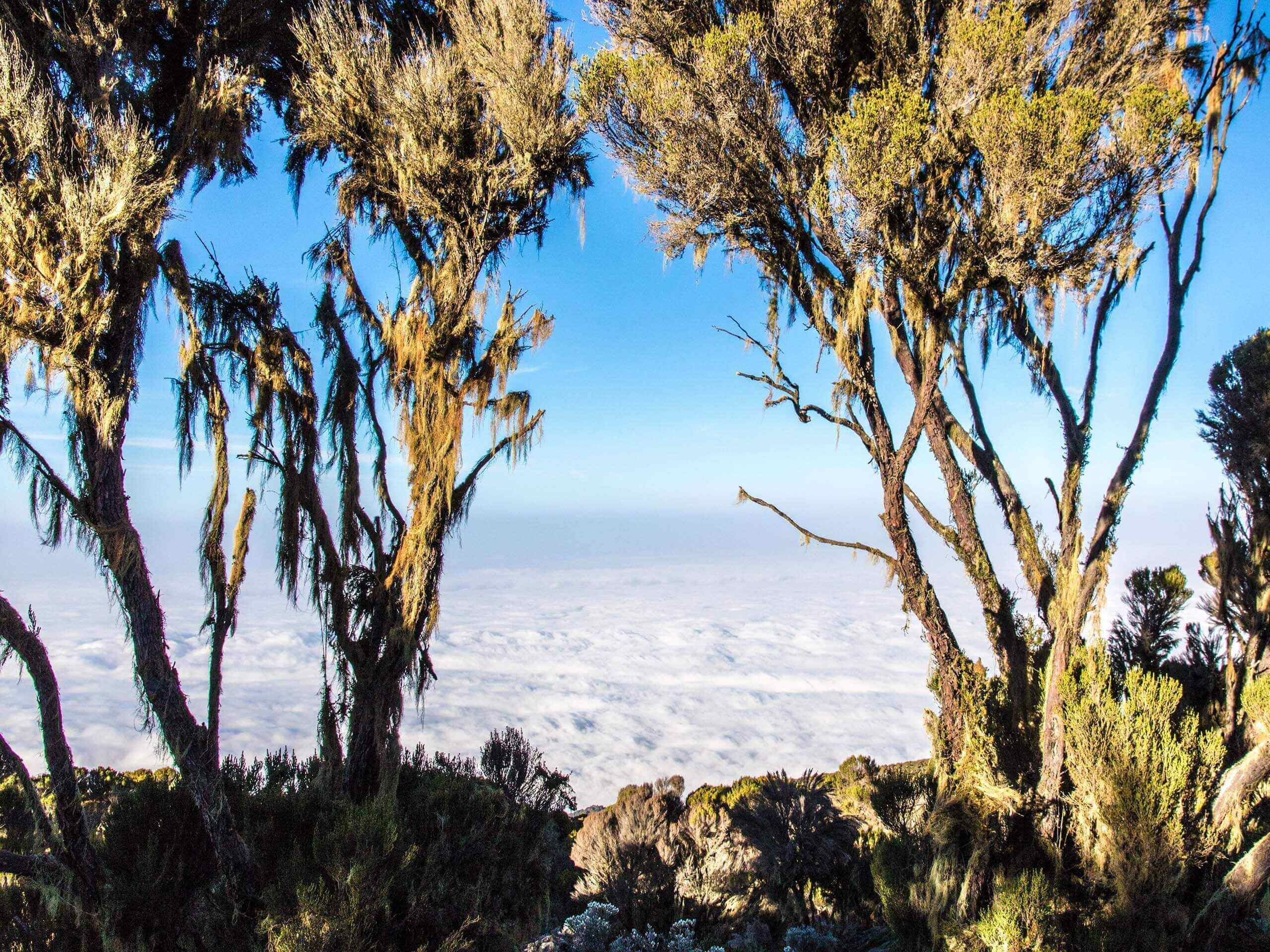 Day 8 - Millennium Camp