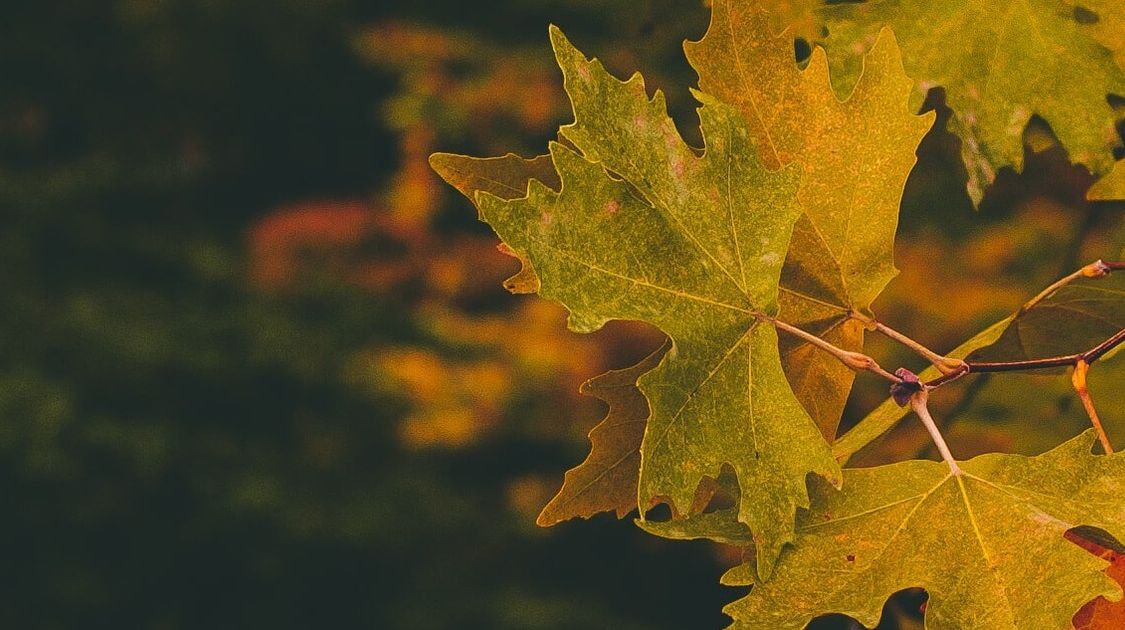 Amazing Places in Southern Ontario to Experience Stunning Autumn Colours