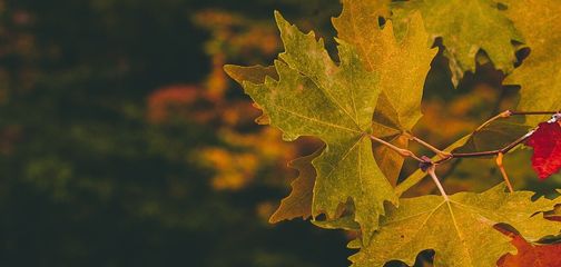 Amazing Places in Southern Ontario to Experience Stunning Autumn Colours