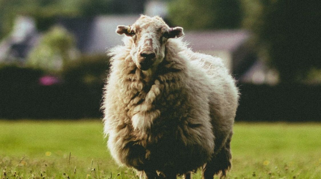 Offa's Dyke Path: Frequently Asked Questions