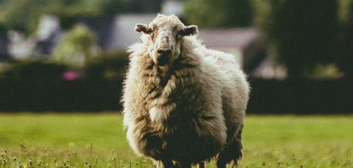 Offa's Dyke Path: Frequently Asked Questions