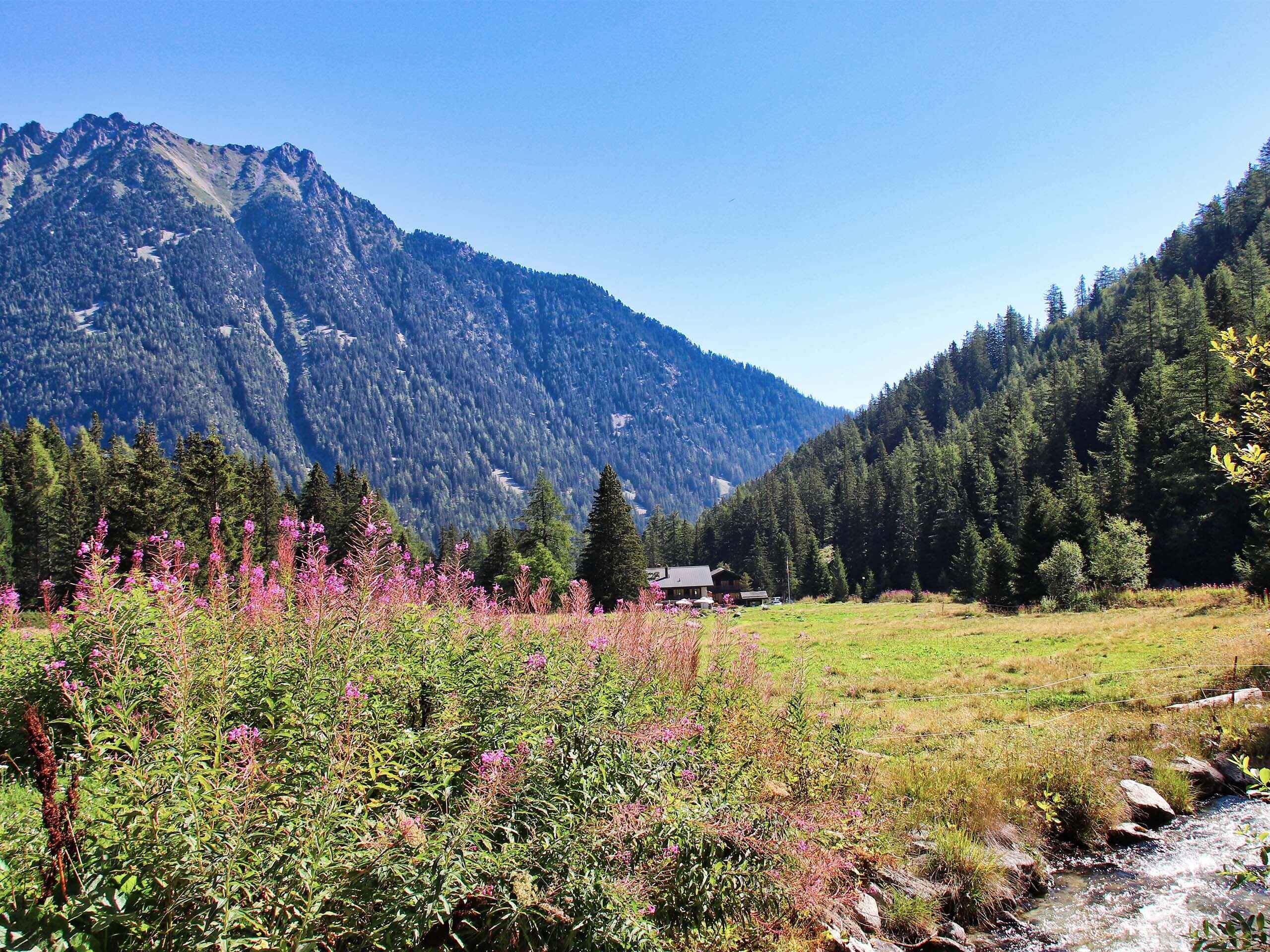 Wildflowers paint alpine meadows