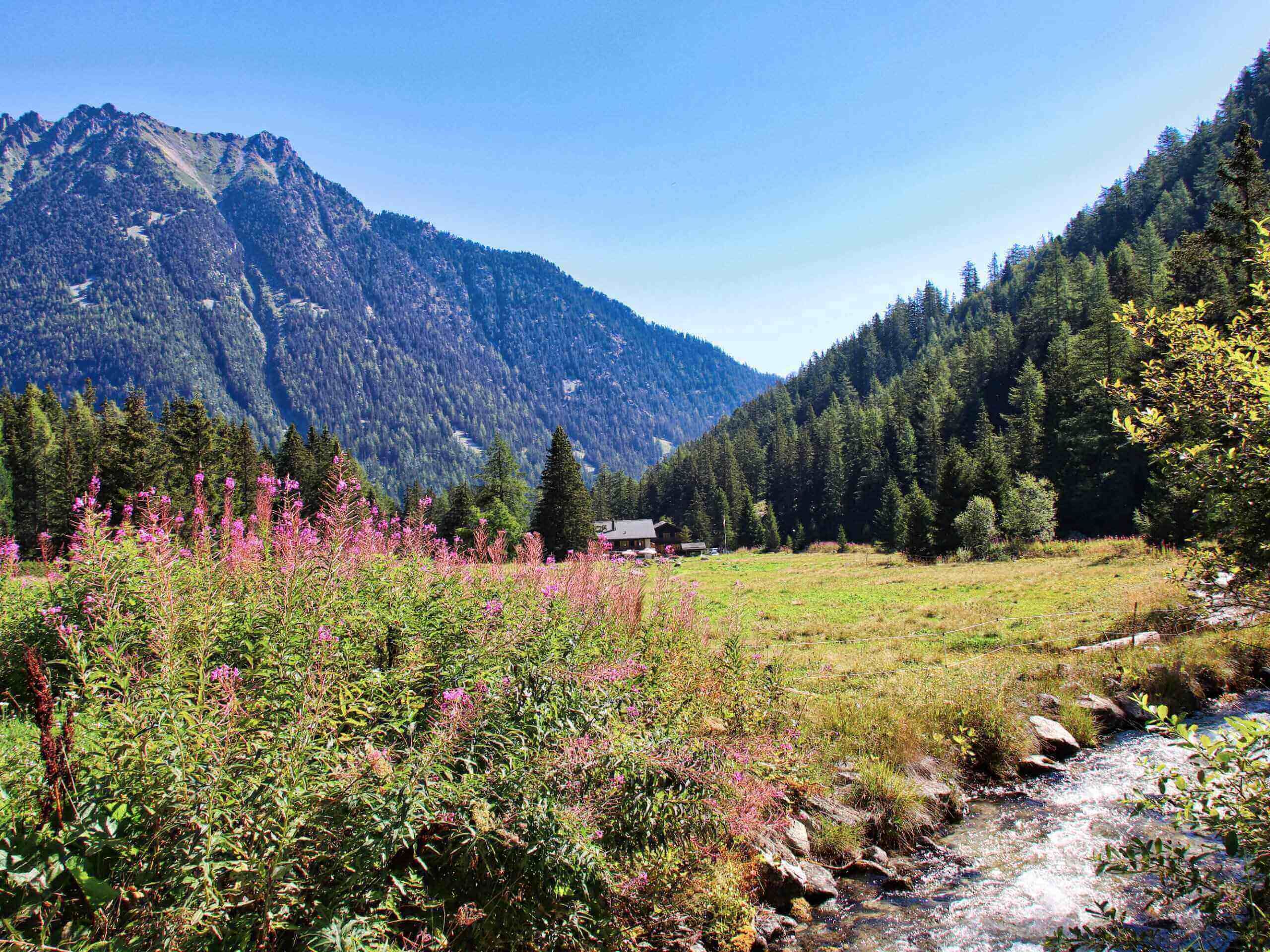 Wildflowers paint alpine meadows