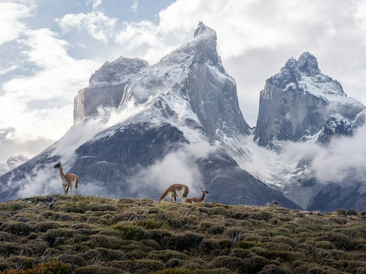Guanacos in Torres del Paine