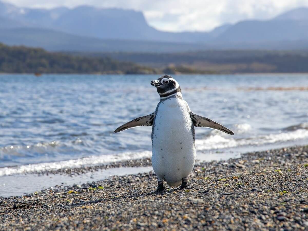 Antarctica - Penguin in Ushuaia
