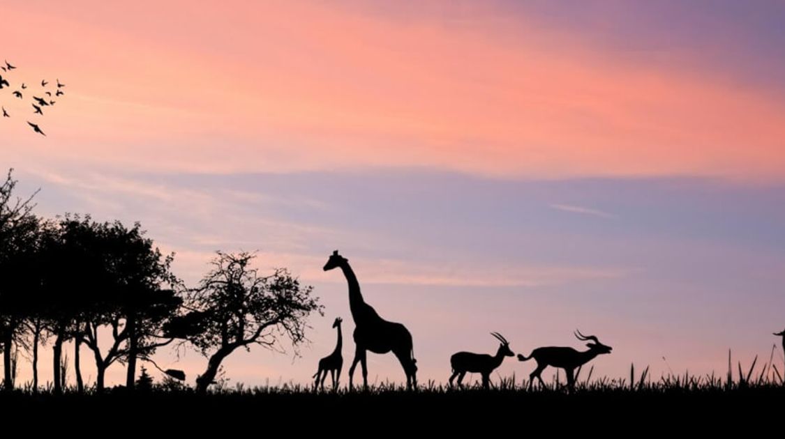 Blog Wildlife Safari: Witness the Greatest Show on Earth