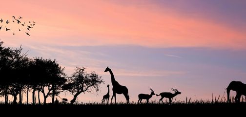 Blog Wildlife Safari: Witness the Greatest Show on Earth