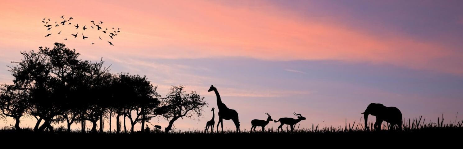 Blog Wildlife Safari: Witness the Greatest Show on Earth