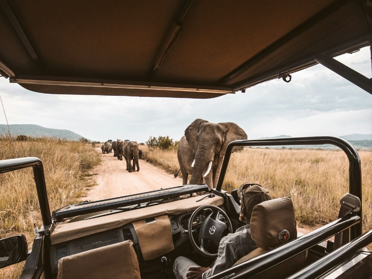 FAQ Safari Bucket List
