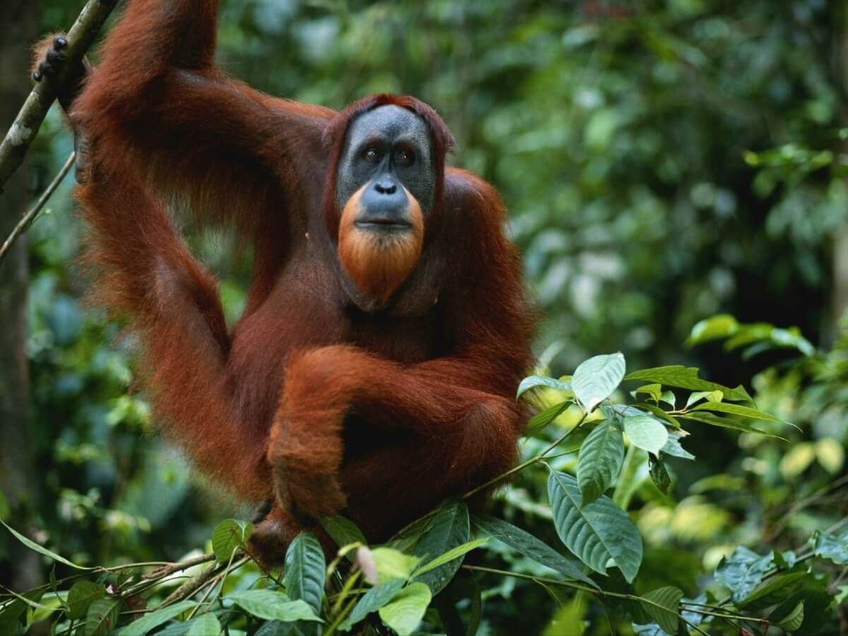 Indonesia Safari Bucket List