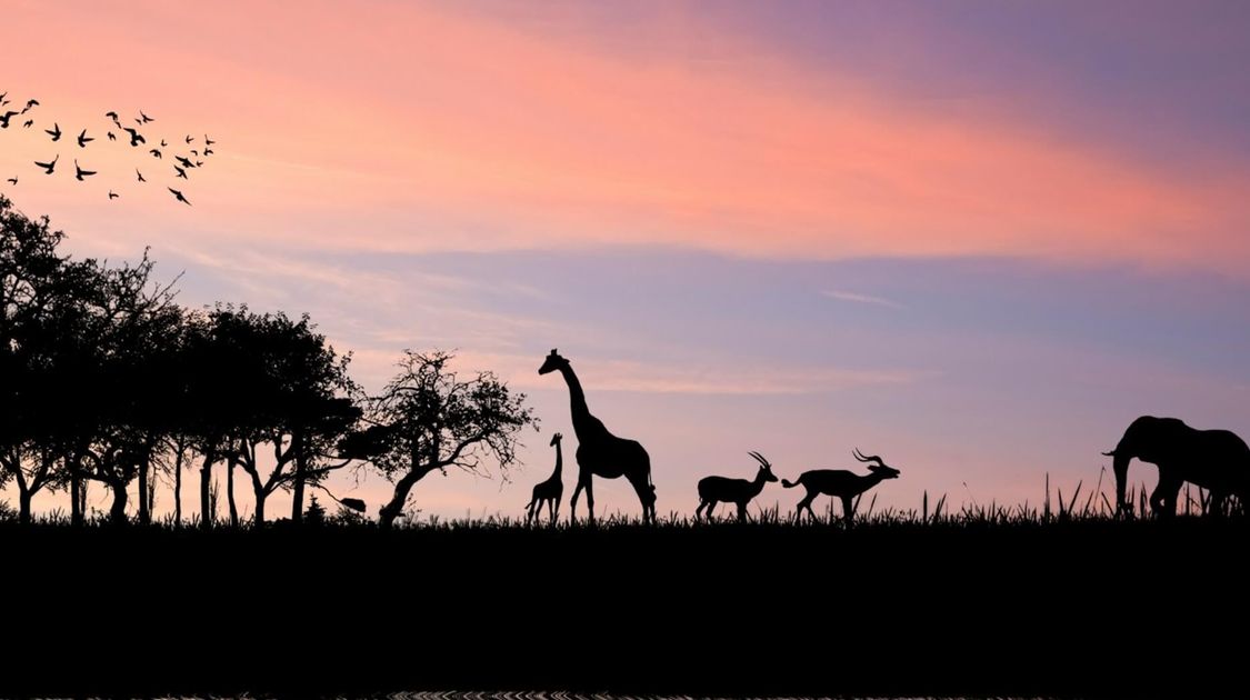 Title Image Safari Bucket List