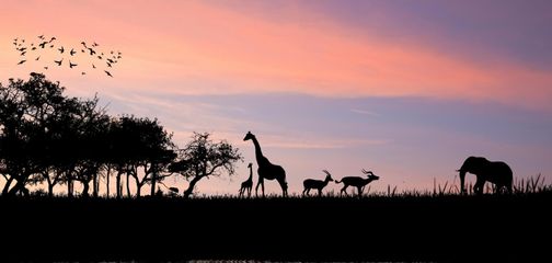Title Image Safari Bucket List