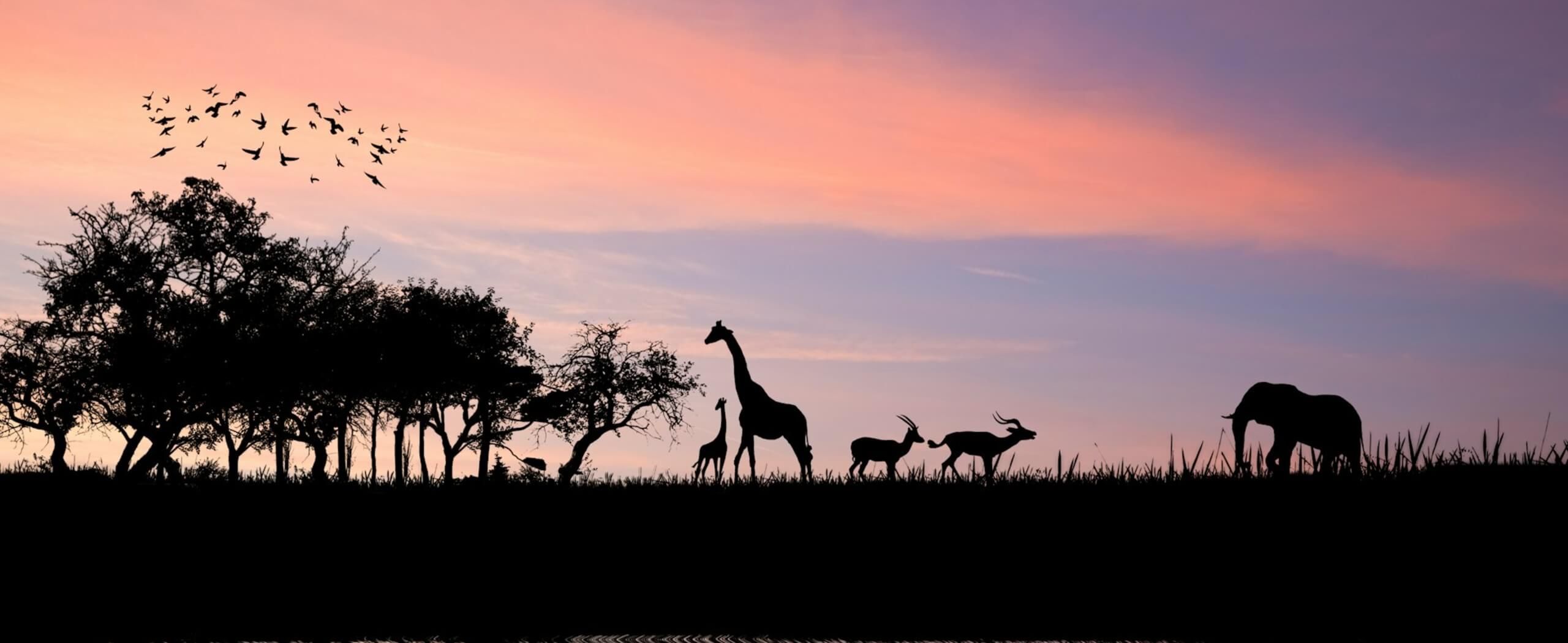 Title Image Safari Bucket List