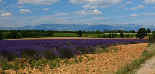 Blog Walking Holidays in Provence: Lavender Fields, Hilltop Villages & Sunshine