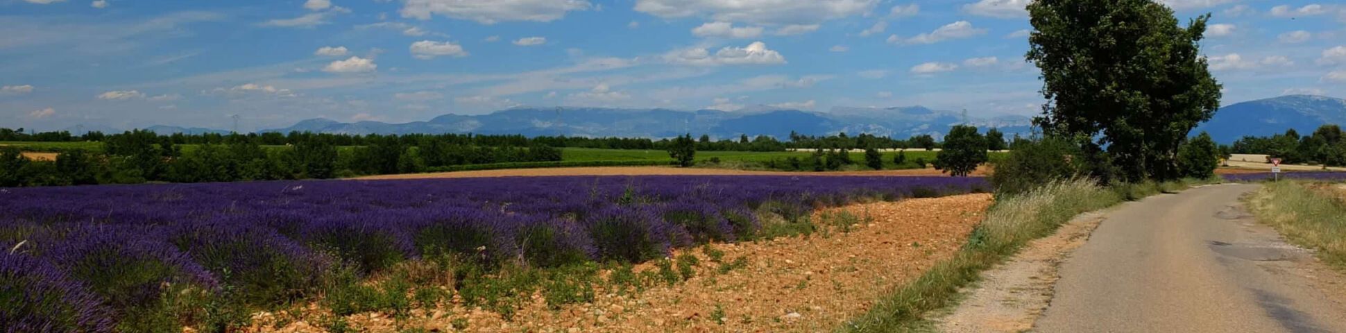 Blog Walking Holidays in Provence: Lavender Fields, Hilltop Villages & Sunshine
