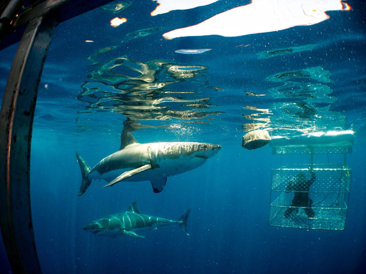 Coffin Bay Great White Sharks Tour – Australia