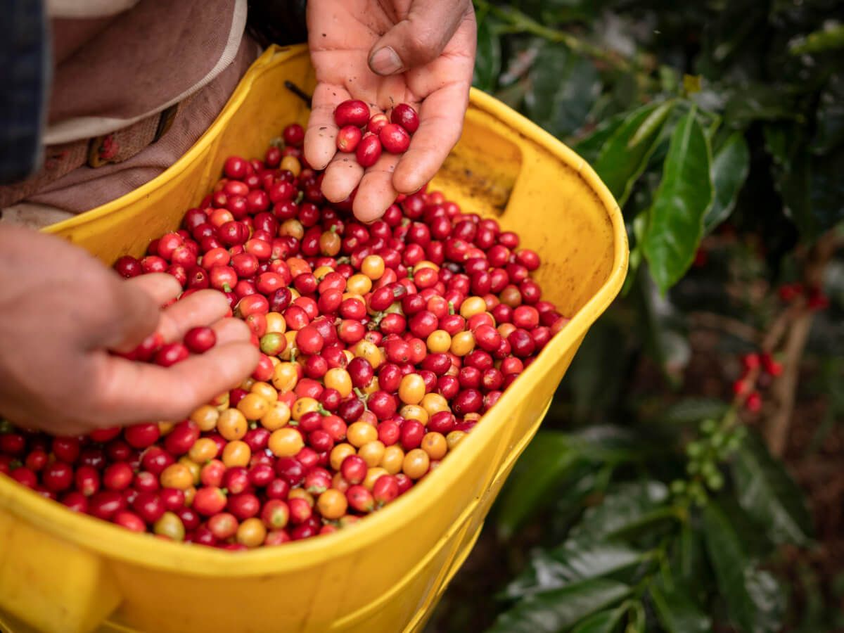 Colombian Cities Food Tour – Colombia