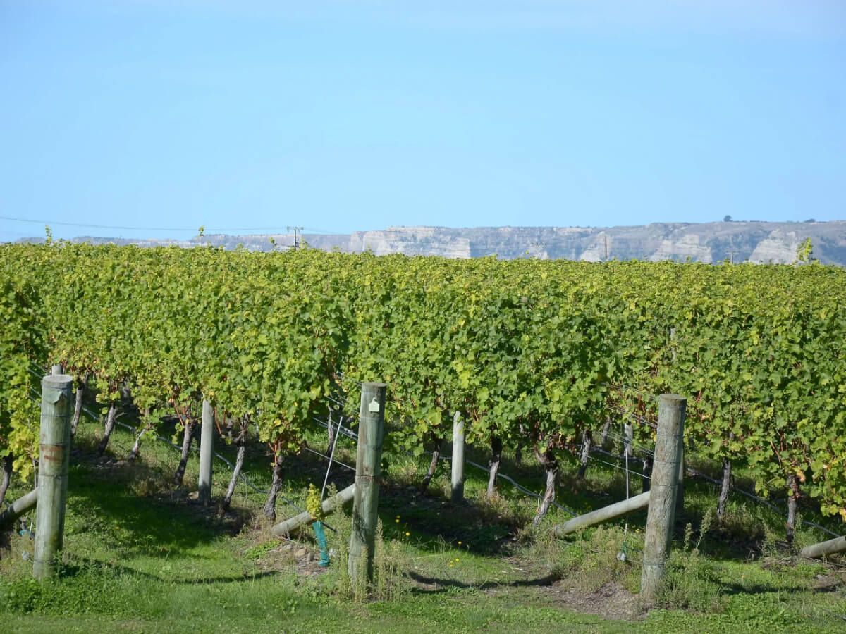 Hawkes Bay Biking Wine Tour – New Zealand