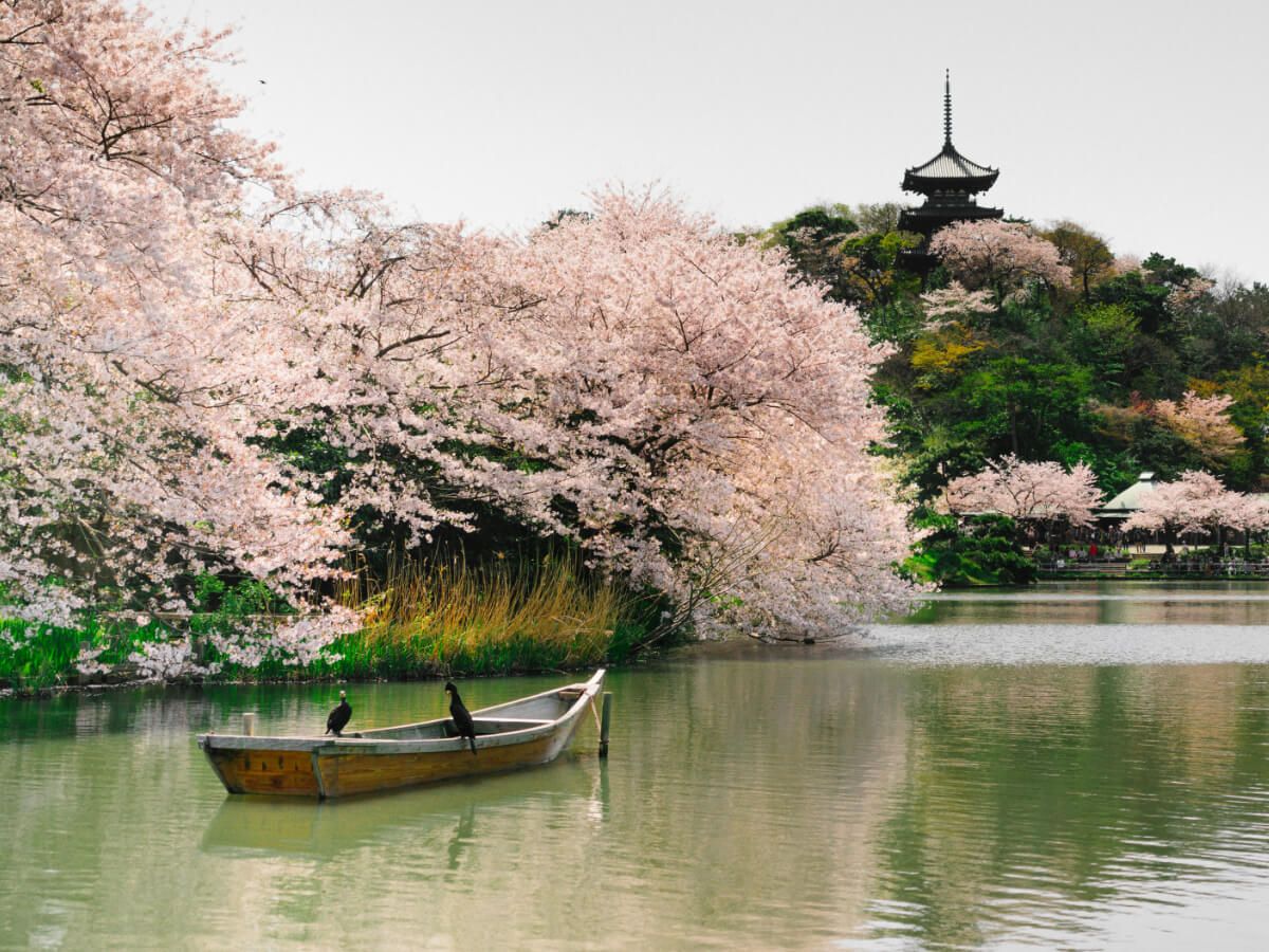 A Travel Boom: Japan Welcomes the World in 2026