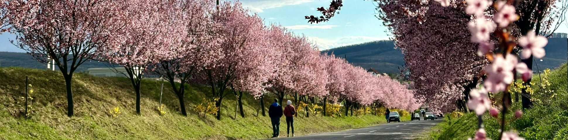 Blog Europe’s Best Spring Walking Tours for the Over-50 Traveller
