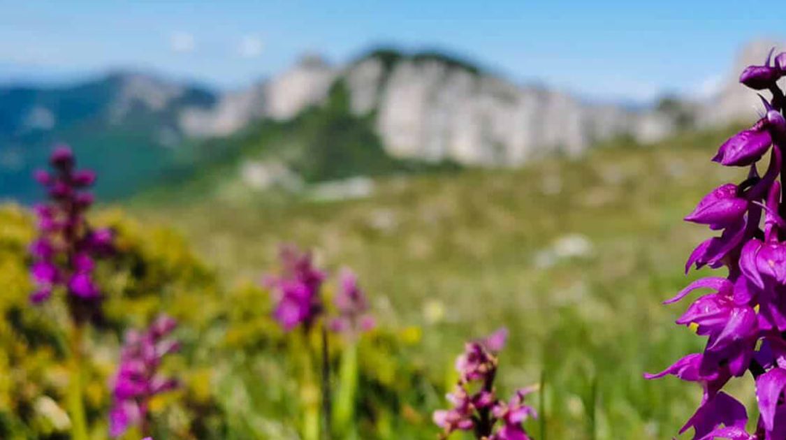 Blog Top Alpine Tours for Wildflower Season: A Blooming Adventure Awaits