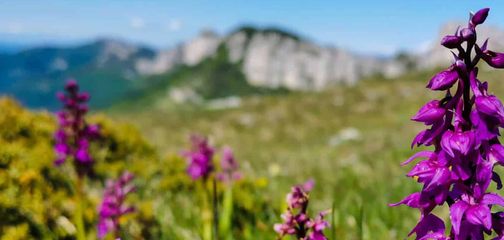 Blog Top Alpine Tours for Wildflower Season: A Blooming Adventure Awaits