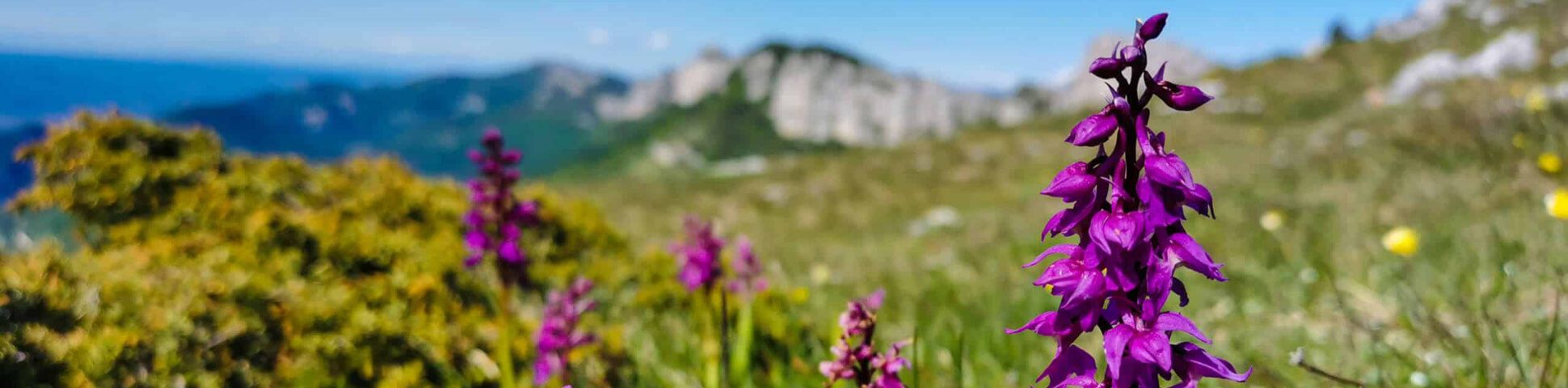 Blog Top Alpine Tours for Wildflower Season: A Blooming Adventure Awaits
