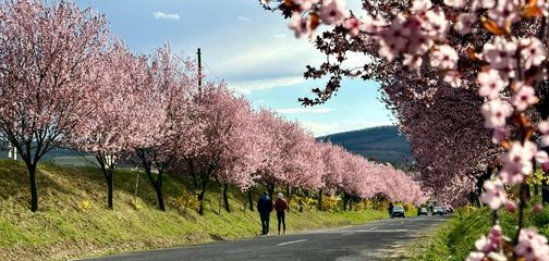 Europe’s Best Spring Walking Tours for the Over-50 Traveller
